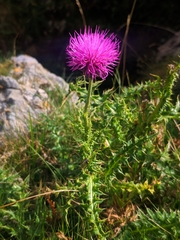 Carduus defloratus carlinifolius