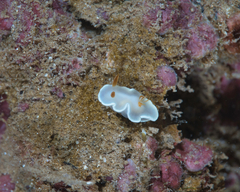Ardeadoris angustolutea
