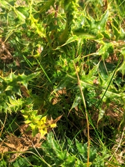 Carduus defloratus carlinifolius