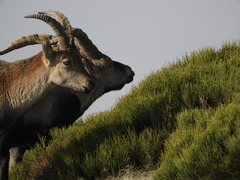 Capra pyrenaica victoriae