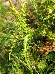 Carduus defloratus carlinifolius
