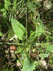 Cirsium heterophyllum