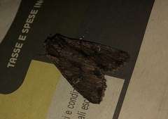 Mniotype solieri