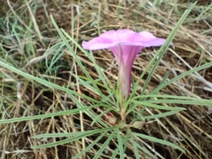 Ipomoea bolusiana