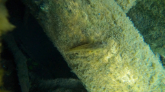 Cottus aleuticus