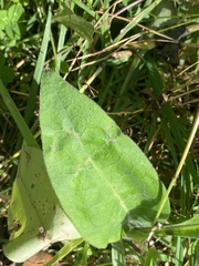 Cirsium heterophyllum