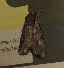 Mniotype solieri