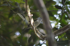 Ilicura militaris