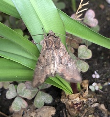 Mniotype solieri