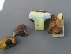Boletus sensibilis
