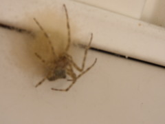 Araneus cavaticus