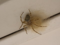 Araneus cavaticus