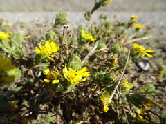 Deinandra corymbosa