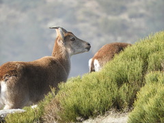 Capra pyrenaica victoriae