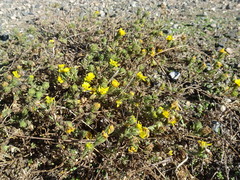 Deinandra corymbosa