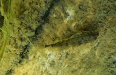 Cottus aleuticus