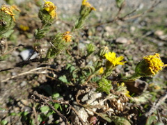 Deinandra corymbosa