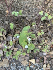 Symphoricarpos