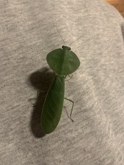 Choeradodis rhombicollis