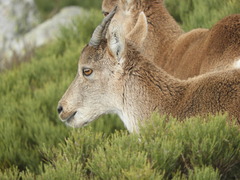 Capra pyrenaica victoriae