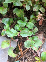 Salix pyrenaica