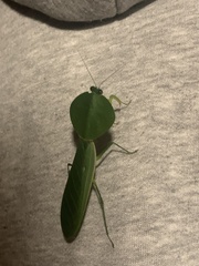 Choeradodis rhombicollis