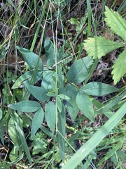 Lathyrus gmelinii