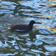 Gallinula chloropus