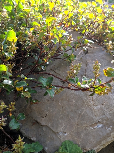 Salix pyrenaica, photograph 6