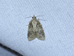 Platynota idaeusalis