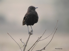 Myrmecocichla aethiops