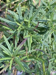 Dracocephalum ruyschiana