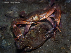 Charybdis hellerii