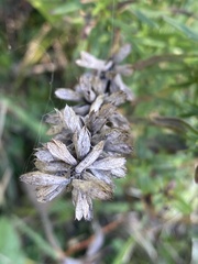 Dracocephalum ruyschiana