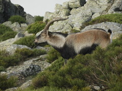 Capra pyrenaica victoriae