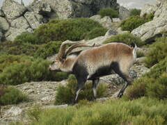 Capra pyrenaica victoriae