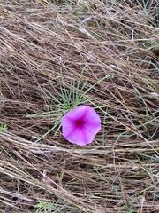 Ipomoea bolusiana