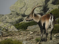 Capra pyrenaica victoriae