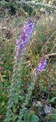 Lobelia fenestralis