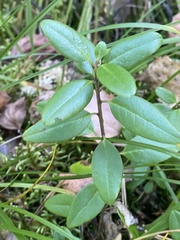 Rhododendron ledebourii