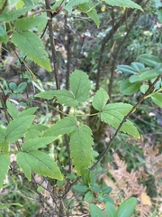 Clematis alpina sibirica