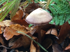 Mycena diosma