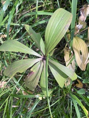 Lilium martagon pilosiusculum