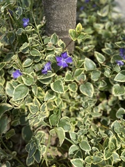 Browallia americana