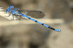 Argia agrioides