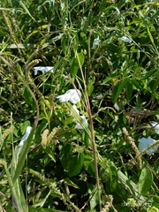 Convolvulaceae