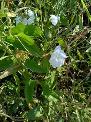 Convolvulaceae