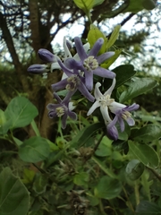 Ehretia rigida