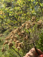 Heracleum dissectum