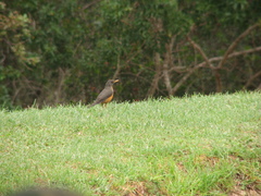 Turdus olivaceus olivaceus